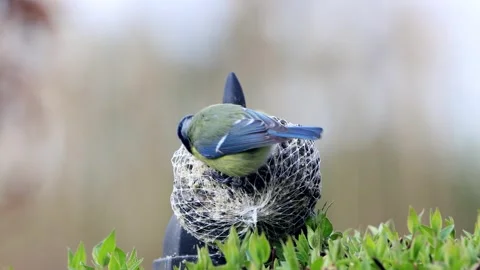 Bird blue tit eats fat bird seed,  zoom in, Parus caeruleus Stock Footage 244253335