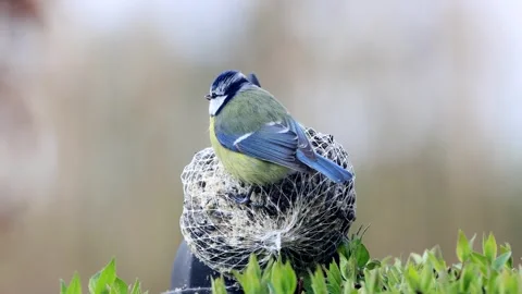 Bird blue tit eats fat bird seed,  zoom in, Parus caeruleus Stock Footage 244268901
