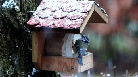 Bird blue tit ( Parus caeruleus) eats fat bird seed Stock Footage 188633612