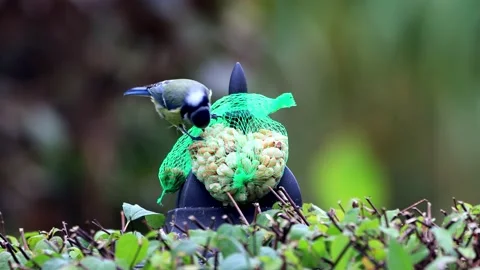 Bird blue tit Parus caeruleus pecks nuts Stock Footage 221327976