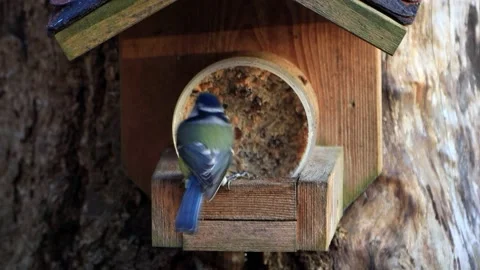 Bird blue tit ( Parus caeruleus) eats fat bird seed Stock Footage 221328948