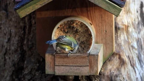Bird blue tit ( Parus caeruleus) eats fat bird seed Stock Footage 221328964