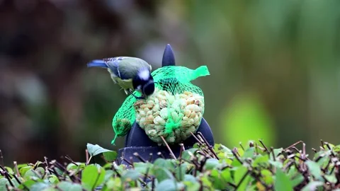 Bird blue tit Parus caeruleus pecks nuts Stock Footage 221349229