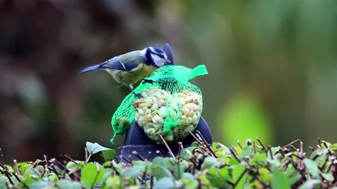 Bird blue tit Parus caeruleus pecks nuts Stock Footage 226899641