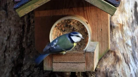 Bird blue tit ( Parus caeruleus) eats fat bird seed Stock Footage 231045636