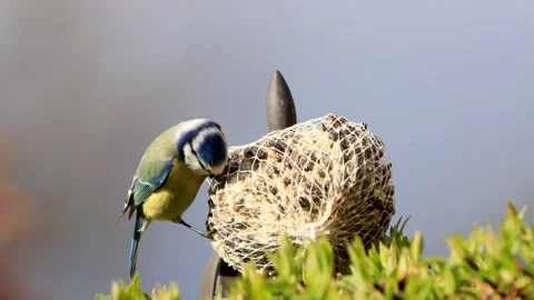 Bird blue tit ( Parus caeruleus) eats fat bird seed Stock Footage 241911158