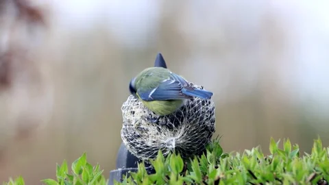 Bird blue tit ( Parus caeruleus) eats fat bird seed Stock Footage 241934403