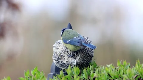 Bird blue tit ( Parus caeruleus) eats fat bird seed Stock Footage 247454895