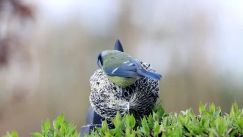 Bird blue tit ( Parus caeruleus) eats fat bird seed Stock Footage 247454907