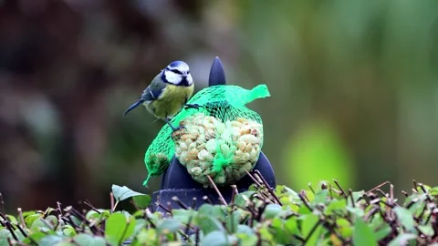 Bird blue tit Parus caeruleus pecks nuts Stock Footage 261979055
