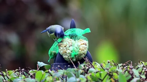 Bird blue tit Parus caeruleus pecks nuts Stock Footage 261979223