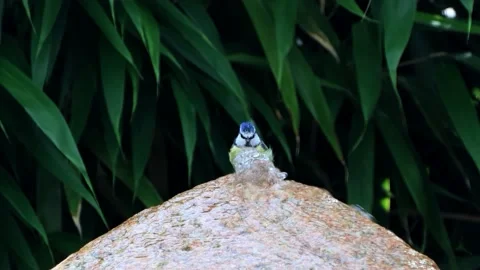  bird blue tit taking a bath, Parus caeruleus Stock Footage 218652148