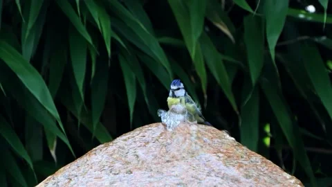  bird blue tit taking a bath, Parus caeruleus Stock Footage 218652987