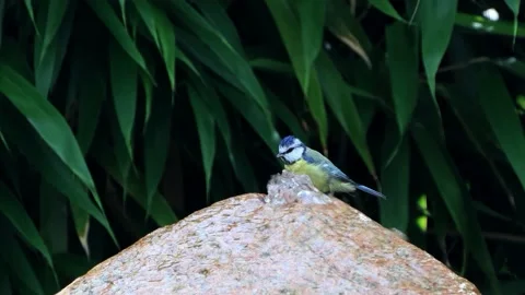  bird blue tit taking a bath, Parus caeruleus Stock Footage 218964900