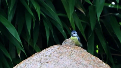  bird blue tit taking a bath, Parus caeruleus Stock Footage 226808595