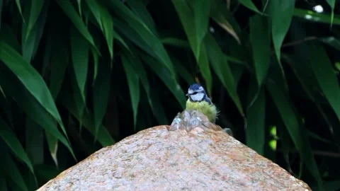  bird blue tit taking a bath, Parus caeruleus Stock Footage 226969702