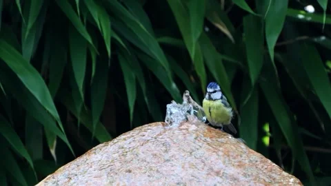  bird blue tit taking a bath, Parus caeruleus Video stock 246304948