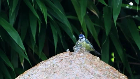  bird blue tit taking a bath, Parus caeruleus Stock Footage 246306639