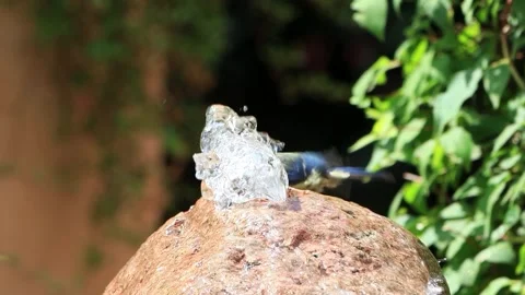  bird blue tit taking a bath, Parus caeruleus Stock Footage 261987472