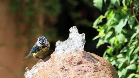  bird blue tit taking a bath, Parus caeruleus Stock Footage 262021530