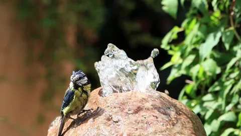  bird blue tit taking a bath, Parus caeruleus Stock Footage 262027513