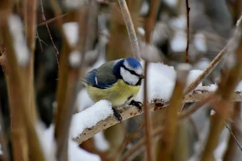 Bird blue on a tree Stock-Fotos