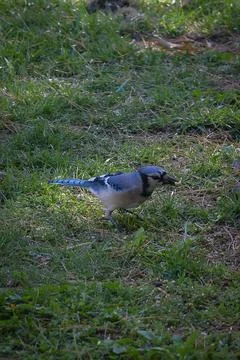 Bird - BlueJay Stock Photos