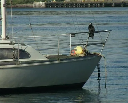 Bird on boat 2 Stock Footage 140569