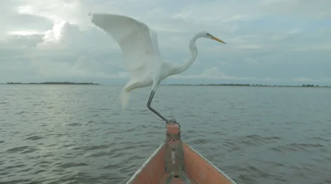 Bird on Boat in Amazon Brazil Stock Footage 30603881