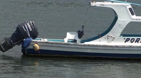 Bird on a boat in Mexico Video stock 50800982