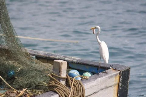 Bird on the boat Stock Photos