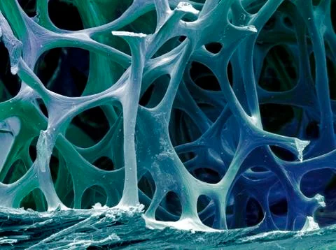 Bird bone tissue, sem Stock Photos