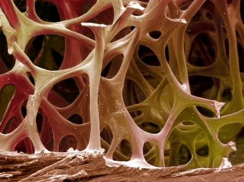Bird bone tissue, sem Stock Photos