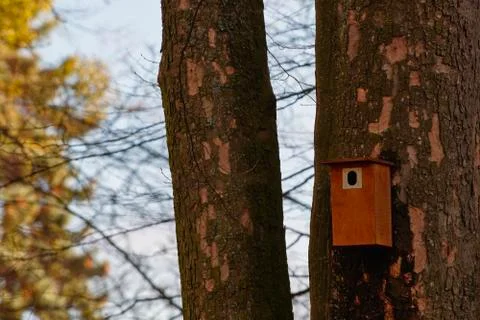 Bird booth hung on a tree. Spring home for birds 스톡 사진