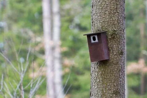 Bird booth hung on a tree. Spring home for birds 스톡 사진
