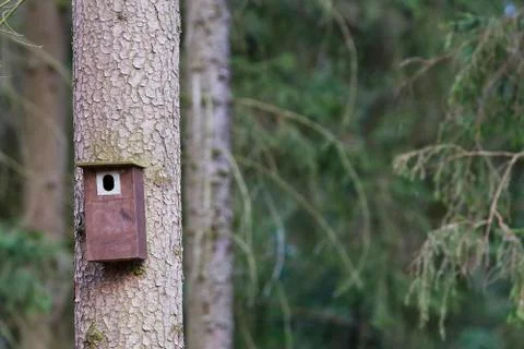Bird booth hung on a tree. Spring home for birds Stock Photos
