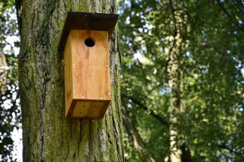 Bird box on the oak tree in the forest Stock Photos