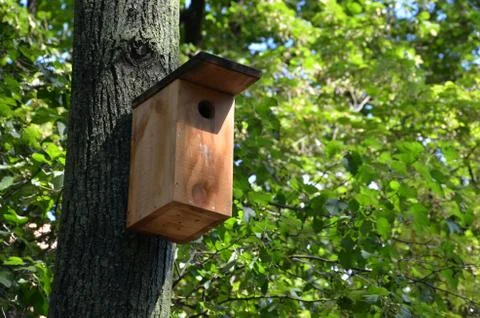 Bird box on the oak tree in the forest Stock Photos