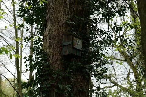 Bird box Stock Photos