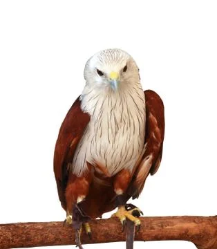 Bird (brahminy kite) Stock Photos