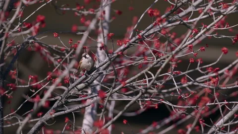 Bird on Branch and Flying Away in Washington DC Georgetown Stock Footage 155755576