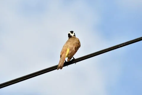 Bird on a branch, Arenal Volcano area in costa rica central america Stock Photos