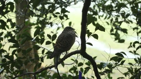 Bird on a branch, bird on a tree Video stock 310919864