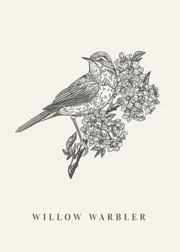 Bird on a branch. Blooming cherry. Stock Illustration