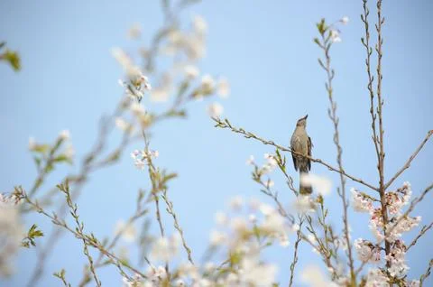 A bird on a branch of cherry tree Stock Photos
