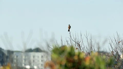 Bird on a branch flying away Video stock 128097088