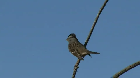 Bird On Branch Stockbeeldmateriaal 575880