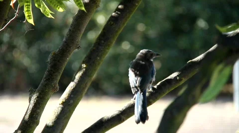 Bird on Branch Video stock 824574