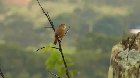 Bird on branch 動画素材 37680274