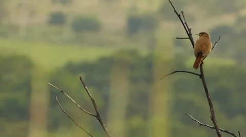 Bird on branch 動画素材 37711516